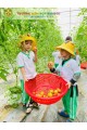 THU HOẠCH QUẢ CÀ CHUA CÙNG CÁC CHÚ GẤU NHỎ